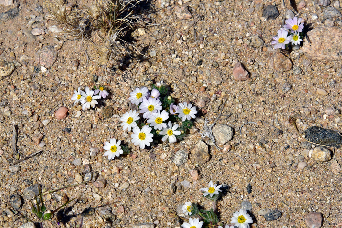 Daisy Desertstar is happy in sandy, gravelly, and rocky soils. In the photo the plant is growing in a little of all favored substrates. Monoptilon bellidiforme